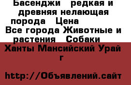Басенджи - редкая и древняя нелающая порода › Цена ­ 50 000 - Все города Животные и растения » Собаки   . Ханты-Мансийский,Урай г.